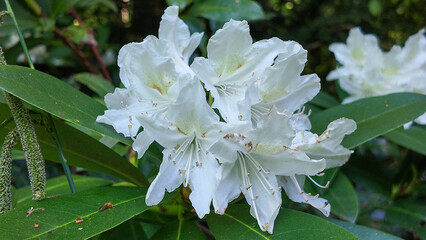 Timeless elegance: white rhododendron blossoms in spring