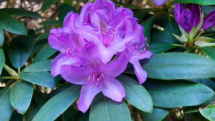 Elegant purple azalea flowers in sunlight