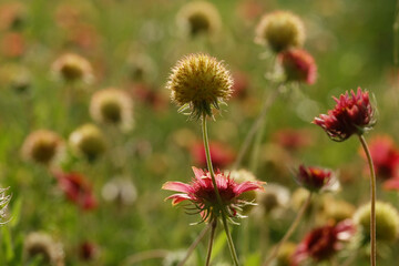 Closeup of blanket flowers during spring season in Texas landscape.