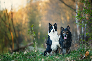 Psy rasowe z rodowodem, pies domowy, owczarek niemiecki i Border collie, portret pieska, ujęcie z przodu © anettastar