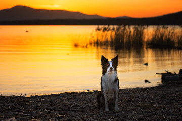 Psy rasowe z rodowodem, pies domowy, Border collie, portret pieska, ujęcie z przodu  © anettastar