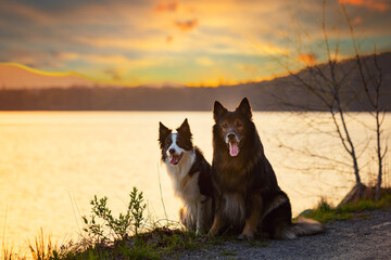 Psy rasowe z rodowodem, pies domowy, owczarek niemiecki i Border collie, portret pieska, ujęcie z przodu © anettastar
