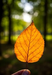 Obraz premium Orange autumn leaf held up against green blurred background 