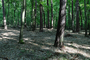 Lush green forest scene with sunlight filtering through the trees