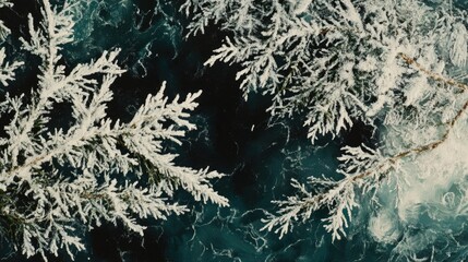 close-up of snow-dusted cedar branches in Canadian wilderness, crisp whites and deep greens