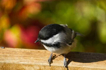 Close up of Black-capped Chickadee