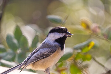 Close up of Black-capped Chickadee