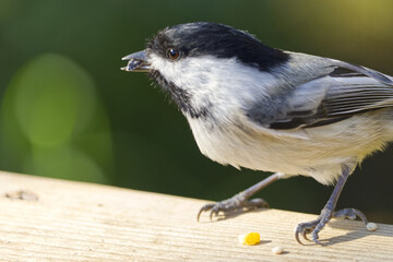 Close up of Black-capped Chickadee