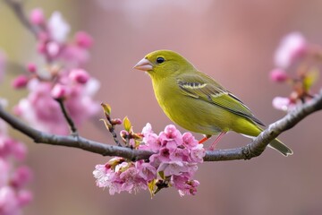 European greenfinch Chloris chloris perched on a blossom branch in spring, displaying its bright yellow plumage and petite pink flowers