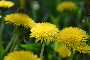 Bright Yellow Dandelion in Bloom
