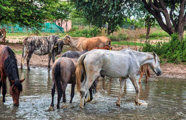 drinking at the waterhole horses, cows and donkeys, african farm in remote area , thirsty animals,