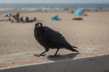 crow on the beach