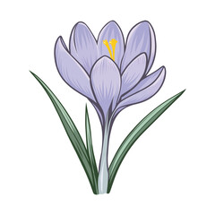 Naklejka premium Crocus Flower Bloom – Vector Illustration