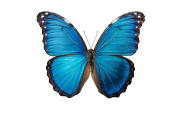 Vibrant blue Morpho butterfly with intricate wing patterns