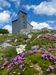 Mountain flowers Silene Acaulis and Dryas Octopetala at the background of a chapel. Five Fingers Viewpoint in the Austrian Alps, Obertraun
