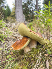 A beautiful close-up of mushrooms surrounded by lush greenery, showcasing nature's elegance and the intricate details of fungi thriving in their natural habitat
