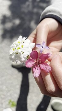 Hands are holding three flowers:&nbsp;Spring wildflower Diamond Clarkia,&nbsp;Evergreen Candytuft&nbsp;,&nbsp;Lilac flower. Outside.&nbsp;Sweden. Flower are&nbsp;swaying in the wind. Video.