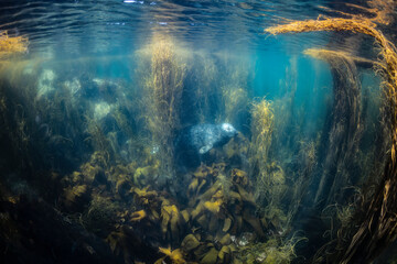Grey seal, Halichoerus grypus, swims amongst kelp forest underwater in Brittany, France; seal underwater with seaweed