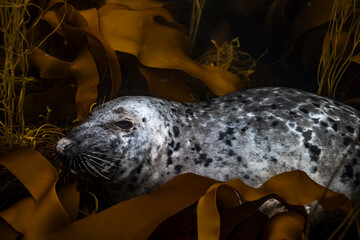 Grey seal rests among the kelp forest in shallow waters of Brittany, France
