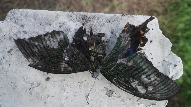 The death of a gorgeous butterfly. The swordtail Papilio maackii male) died and was torn apart in late autumn. End of the life cycle. It's like a fallen broken black angel concept.