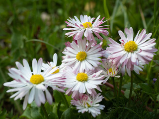 Obraz premium Daisy flowers in a cheerful cluster, blooming with joy and vibrancy on a lush green background.