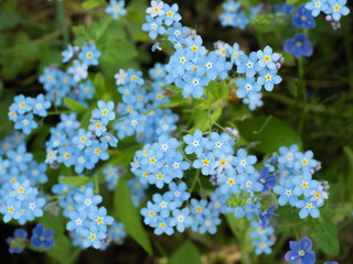 Forget-me-not flowers blooming abundantly, showcasing delicate blue petals and cheerful yellow...