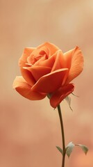 Vibrant orange rose bloom on soft blurred background with delicate stem and leaves