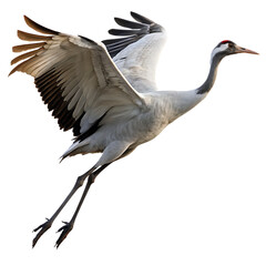 Obraz premium Elegant crane bird soaring in mid flight isolated on a transparent background
