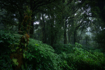 Obraz premium trees in the forest