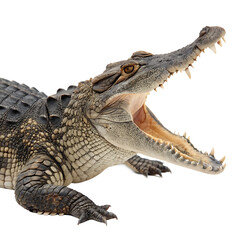 Fearsome Nile crocodile displaying its powerful open jaws isolated on a transparent background