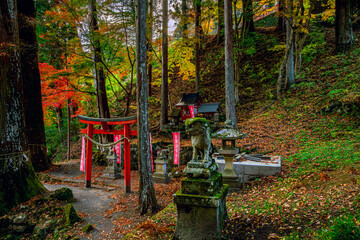 静寂の森に佇む金櫻神社境内の狛犬と祠の秋風景　お稲荷様