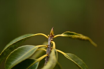 Black ash tree with green leaves and small flowers, captured in a Korean forest. Used as a traditional medicinal plant.