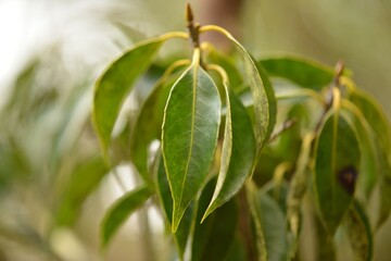 Black ash tree with green leaves and small flowers, captured in a Korean forest. Used as a traditional medicinal plant.