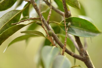 Black ash tree with green leaves and small flowers, captured in a Korean forest. Used as a traditional medicinal plant.