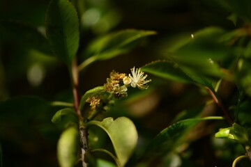 Black ash tree with green leaves and small flowers, captured in a Korean forest. Used as a traditional medicinal plant.