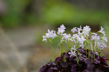 spring flowers in the garden