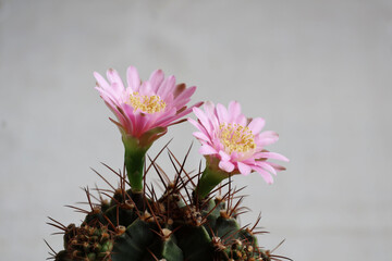 Cactus
Gymnocalycium Double pink flowers with yellow stamens on a grey background

