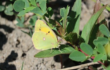 Pale-cloudet-yellow in May