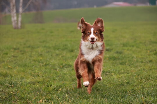 A brown and white dog is running through a field