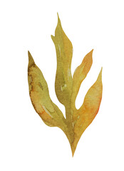 Fototapeta premium Watercolor peony leaf illustration | Hand painted transparent PNG botanical element for logo design, wedding invitation, branding, stationery, eco packaging, natural product identity