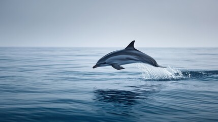 Jumping Dolphin Over Blue Ocean Water