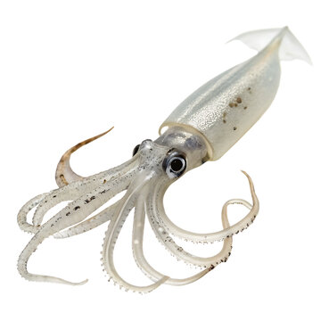 Ethereal glass squid showcasing its transparent body isolated on a transparent background
