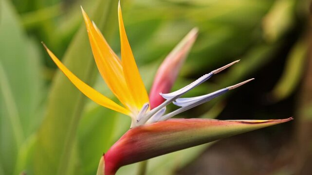 Macro Crane flower or Strelitzia reginaei , Madeira island, Portugal