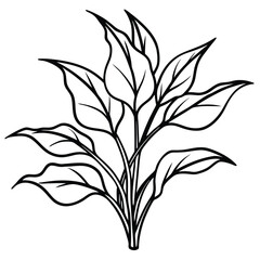 black and white flowers