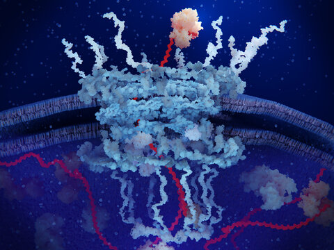 mRNA entering the cytosol through a nuclear pore
