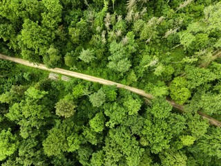 the forest photographed from the air with a drone	