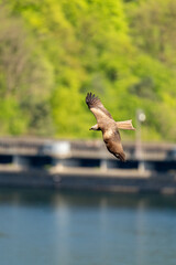 A buzzard flying past with a weir in the background