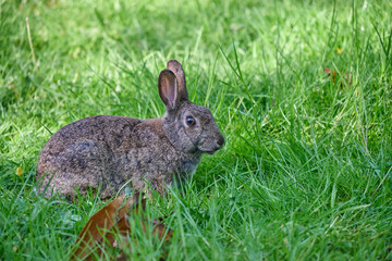 rabbit in the wild on a lawn