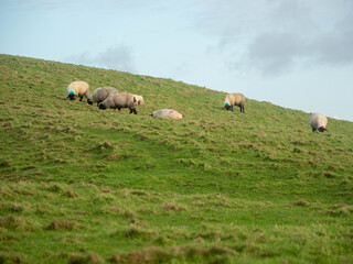 Wool sheep grazing on a hillside. The sky is cloudy and the grass is green. The sheep are eating...