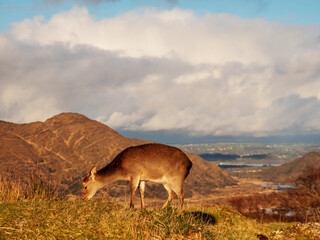 Naklejka premium Brown deer grazing grass on a hill, mountain and blue cloudy sky in the background.